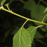Cyanthillium hookerianum (Arn.) H.Rob.